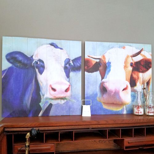 Curious Cows Art Set